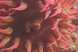 Mouth of the Whit-spotted rose Anemone.
Taken at San Mig... by Frank M Virga 
